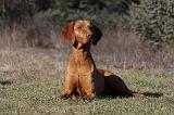 VIZSLA poil court 084